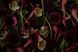 Крем для рук та тіла ,30мл &ndash; dark bloom УТ000010087 фото 2